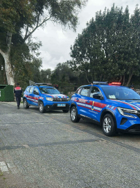 Bodrum'da 2 köpek tüfekle vurularak öldürüldü; 1 gözaltı