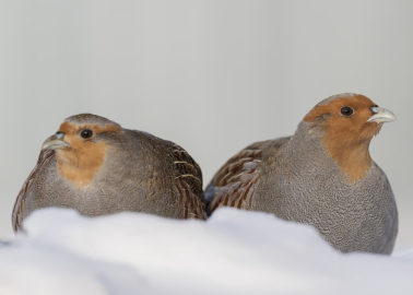 Moskova’da eksi 25 derecede çil keklikleri görüntüledi