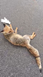 Hatay'da yaralı tilki tedaviye alındı