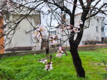 Edirne'de meyve ağaçları, şubat ayında çiçek açtı