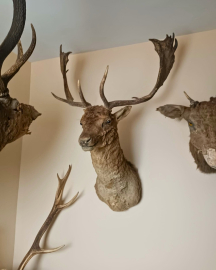 Tekirdağ'da tahnit ve trofelerden oluşan 40 parça ele geçirildi