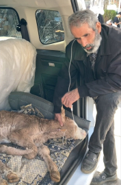 Buzağısının serumu bitene kadar başından ayrılmadı, uzun hava okudu