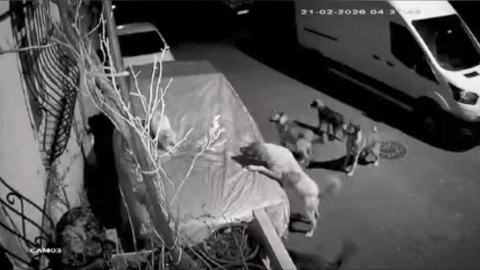 İstanbul- Başakşehir ve Beylikdüzü’nde sokak köpeklerinin saldırısı kamerada