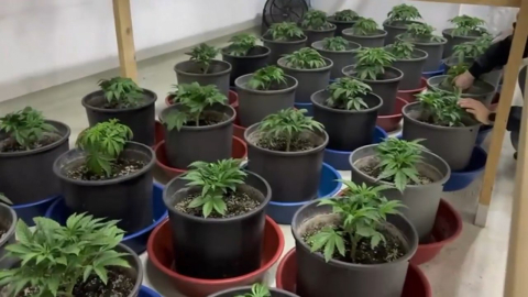 İstanbul - Maltepe'de uyuşturucu ticareti yapan 3 şüpheli yakalandı