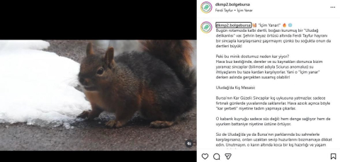 Uludağ'da kar ile susuzluğunu gideren sincap kamerada / Ek fotoğraf