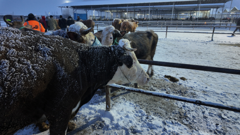 Kış şartları, Türkiye'nin en büyük hayvan pazarını olumsuz etkiledi