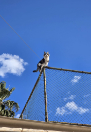 Tel çitte mahsur kalan kediyi belediye ekibi kurtardı