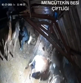 Karın çatısını çökerttiği ahırdaki hayvanları birer birer kurtardılar