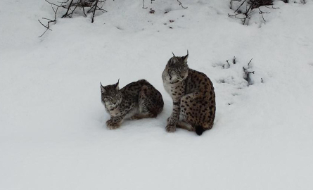 Vaşak ailesi dron ile görüntülendi