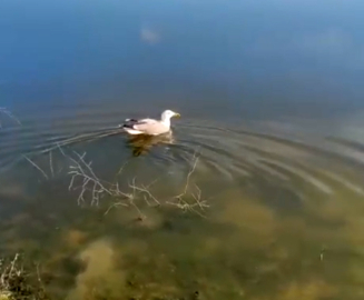 ‘Bulut’ isimli yaralı martı, bakımının ardından doğaya bırakıldı