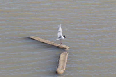 Ayağına misina dolanan martıyı itfaiye eri kurtardı