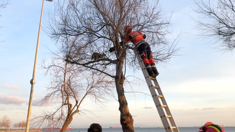 İstanbul - Avcılar Sahili'nde kedi mahsur kaldığı ağaca ikinci kez tırmandı; itfaiye erine saldırdı