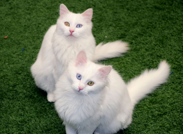 Van Kedi Villası'nın, yeni üyeleri için hazırlıklar başladı