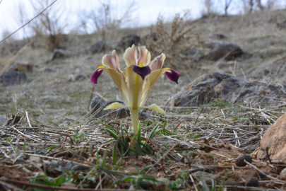 Kayseri'de nevruz çiçekleri açtı