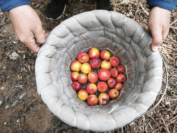 Mersin’de erkenci nektarin hasadı sürüyor; kilosu 500 TL’den alıcı buluyor