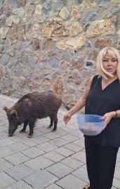 Şarkıcı Safiye Soyman, kapısına gelen yaban domuzunu cevizle besledi