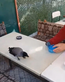 İstanbul - Küçükçekmece'de önce şeker sonra ekmek verdiği kargayı elleriyle besledi