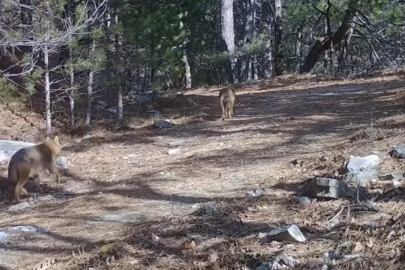 Ormanda dolaşan çakallar fotokapanla görüntülendi