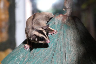 Kaçak bakılan 33 'uçan sincap' rehabilitasyona alındı