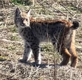 Ormanın hayaleti vaşağın çığlığı kamerada