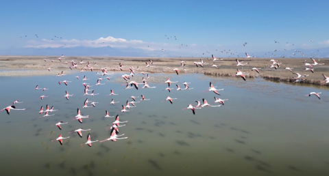 Kayseri’de flamingoların görsel şöleni dron kamerasında