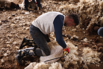 Kars’ta koyun kırkım sezonu başladı