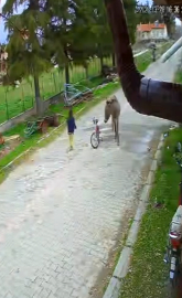 Evinin önünde oynayan çocuğa eşek saldırdı; o anlar kamerada