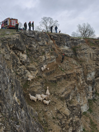 Yabani hayvandan korkup sarp kayalıkta mahsur kalan keçilere kurtarma operasyonu