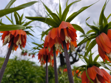 Koparmanın 700 bin lira cezasının olduğu 'ters lale' için Sason'a ziyaretçi akını