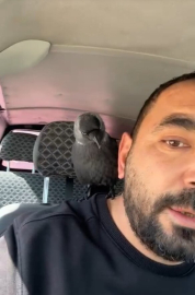 Okşayıp sevdiği karga peşini bırakmadı