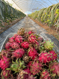 Genç mühendis adayından tropikal serada akıllı dönem