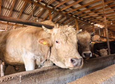 1,1 tonluk kurbanlık boğa ‘Paşa’, 500 bin TL'den satışa çıkarıldı