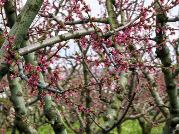 Bursa'da meyve ağaçlarının çiçek açtığı bahçeler dronla görüntülendi/Ek fotoğraflar