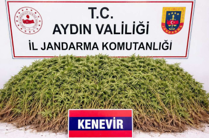 Zeytin bahçesindeki sera içerisinde 208 kök Hint keneviri ele geçirildi