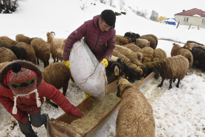 Bitlis'te nisan karı, besicileri zor durumda bıraktı