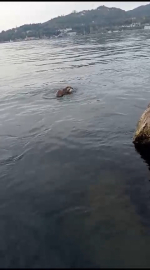 Su samuru oltaya takılan balığı yakalayıp kaçtı