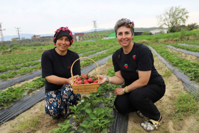 Organik çilekte hasat heyecanı başladı