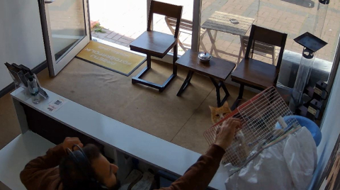 Kedinin, dükkandaki kuşlara saldırdığı anlar kamerada