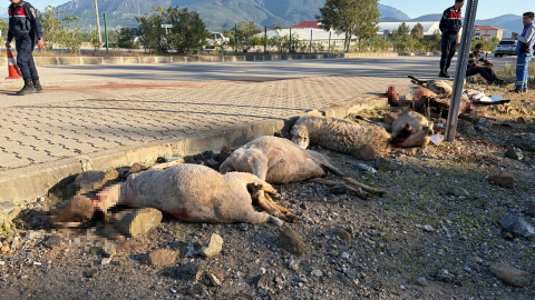 Motosiklet koyun sürücünün arasına daldı; sürücü yaralandı, 8 koyun öldü