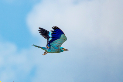 Adıyaman'da gökkuzgun görüntülendi