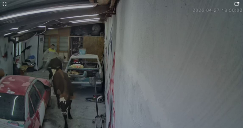 Ahırdan kaçan büyükbaşlar oto tamirciye girdi