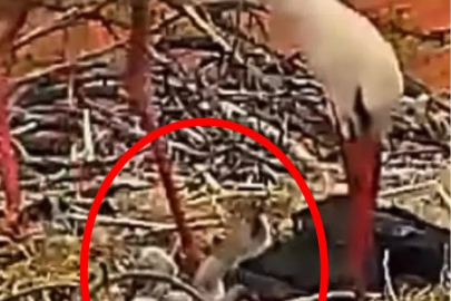 Yaren leylek ile Nazlı'nın 5 yavrusu oldu
