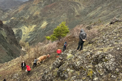 Kayalıkta mahsur kalan inekler halatla kurtarıldı