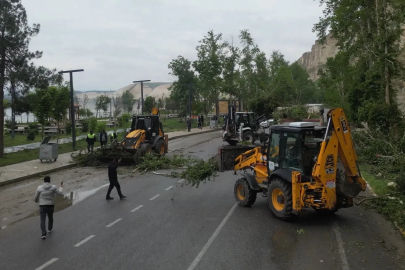 Şanlıurfa'da fırtınada devrilen ağaçlar kaldırılıyor