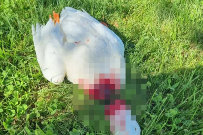 Nevşehir'de başı kesilmiş kaz bulundu