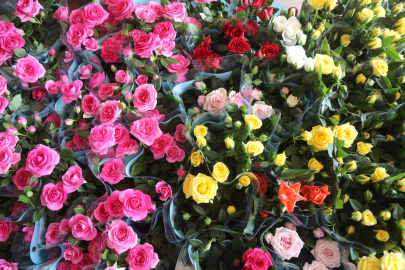 Anneler Günü için 16 ülkeye çiçek sevkiyatı Antalya'dan