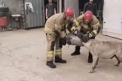 Bursa'de başı hava filtresine sıkışan köpek itfaiye tarafından kurtarıldı