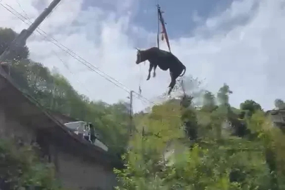 Dere yatağına düşen inek, vinçle kurtarıldı