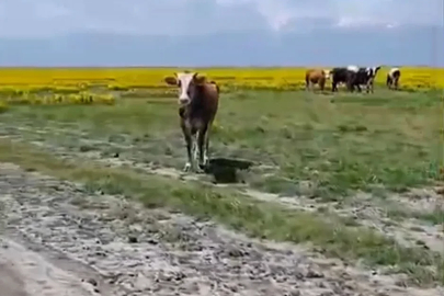 Koruma altındaki Eber sarısının yetiştiği alanda hayvan otlatılmasına inceleme