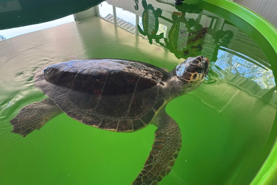 Tatilcilere 'caretta caretta' uyarısı